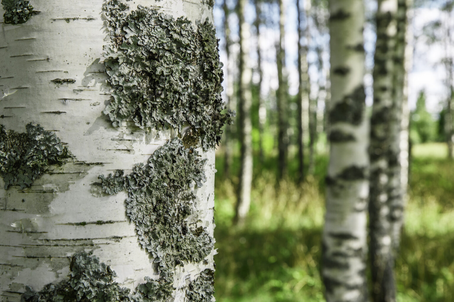 birch trees closeup